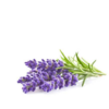 Lavender-Oil-Lavandula-angustifolia